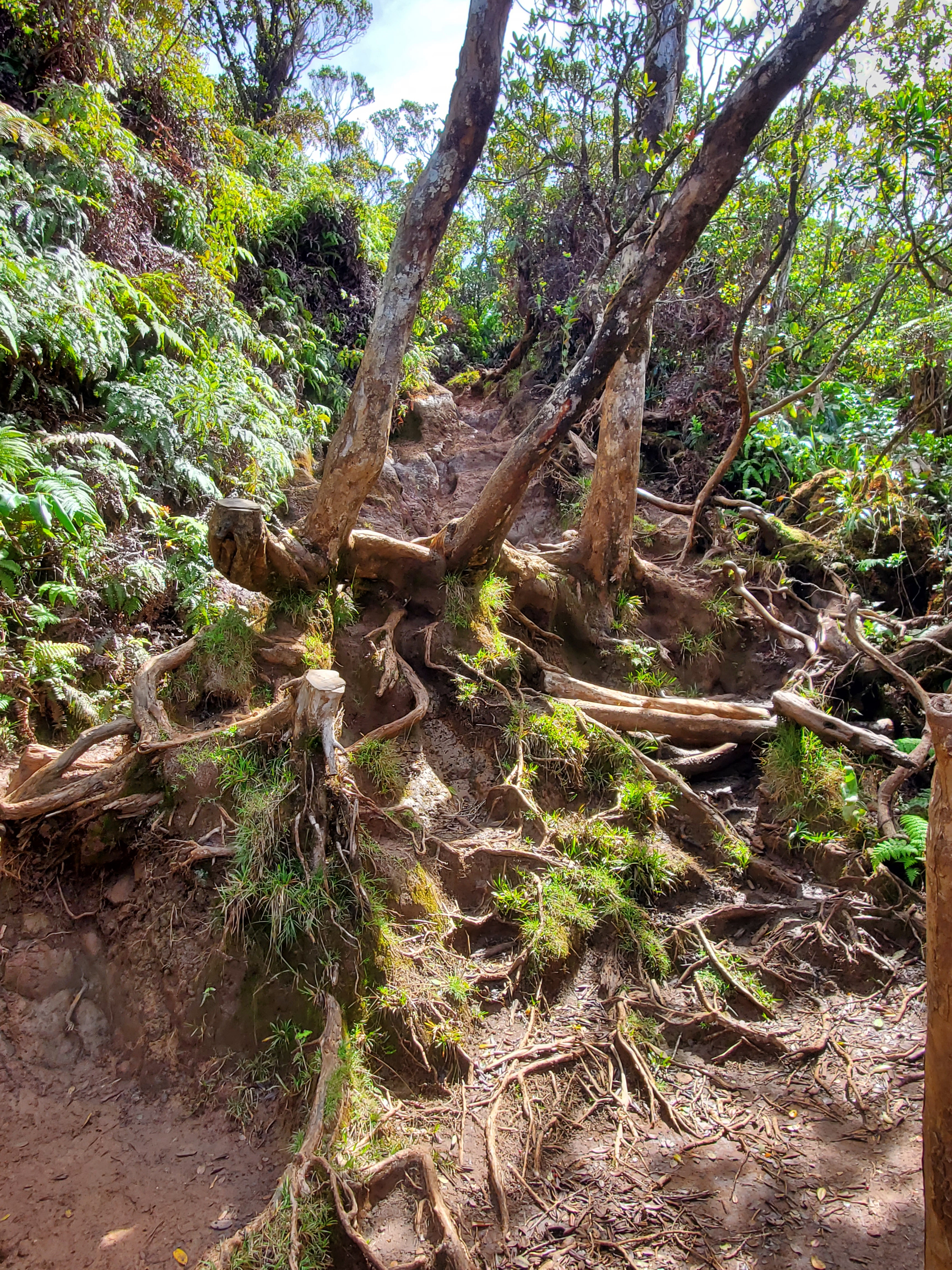 Trail