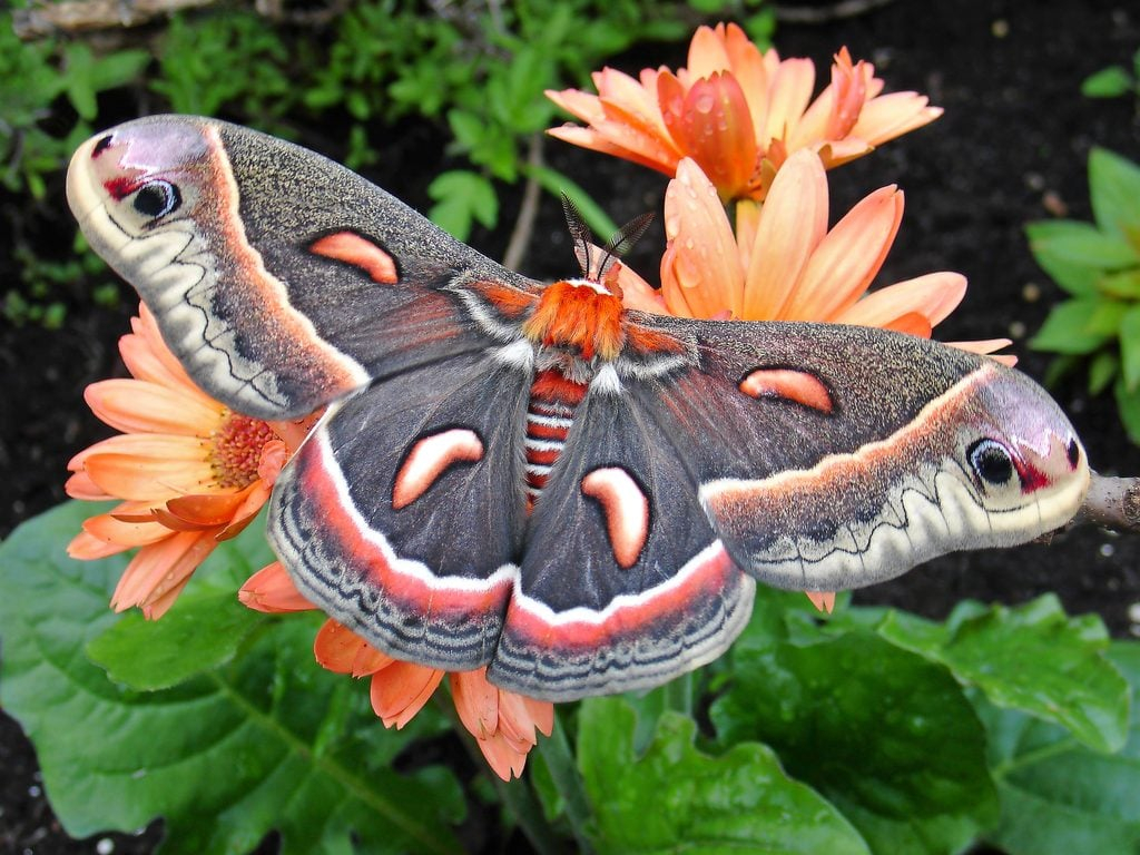 Cecropia Moth