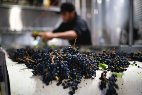 grape harvest