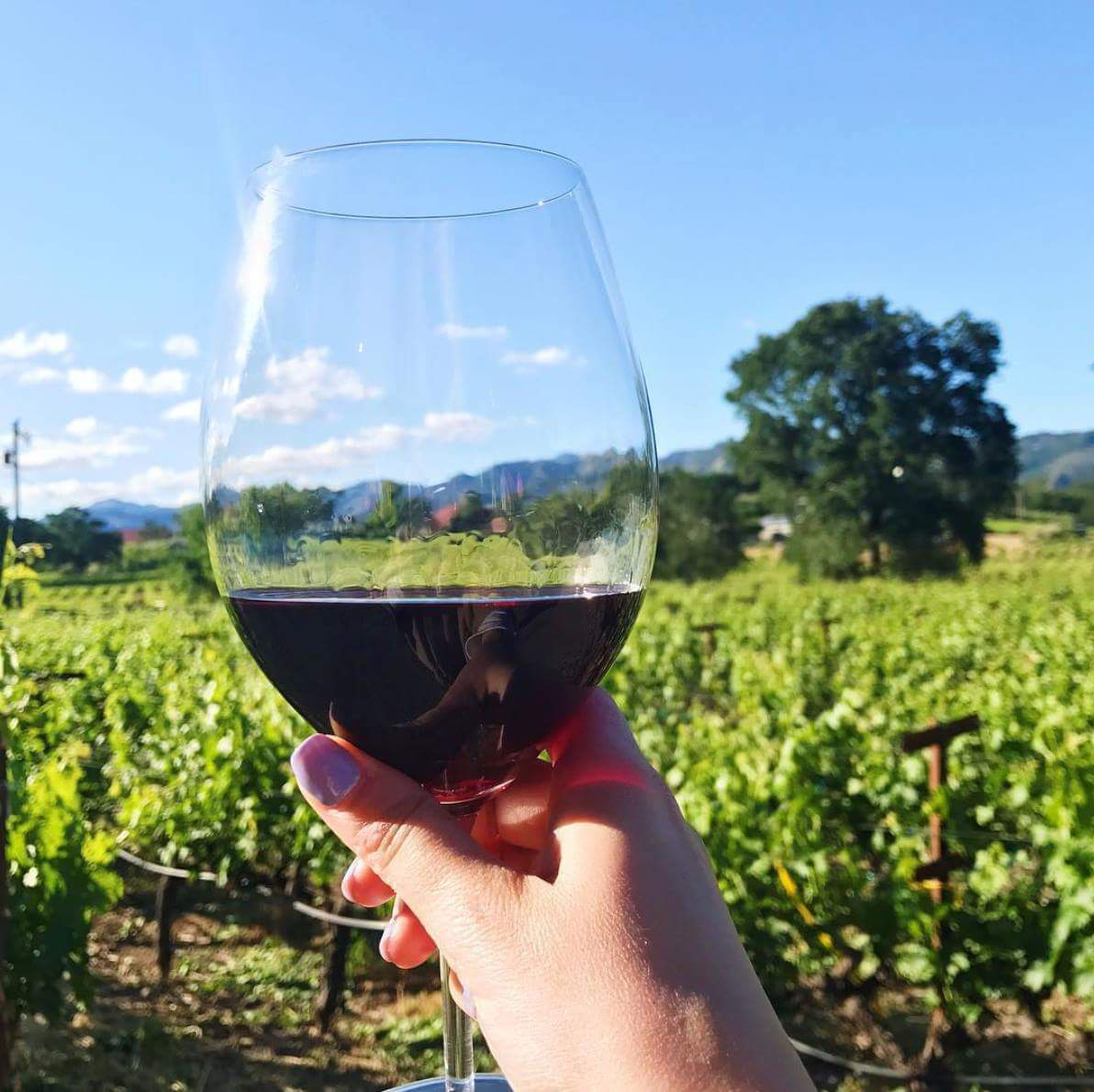 red wine in vineyard