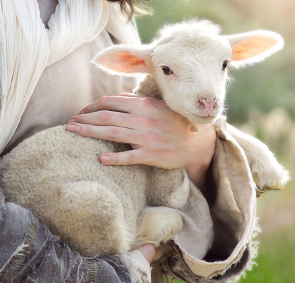 holding lamb