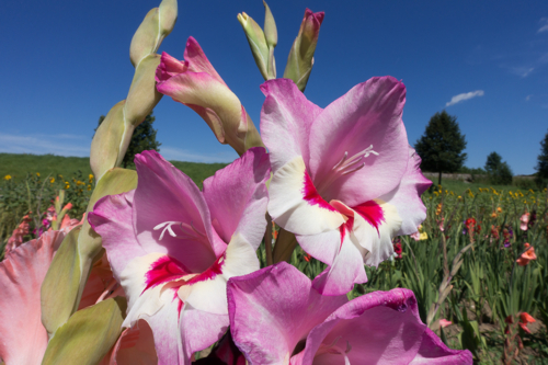 Lilies