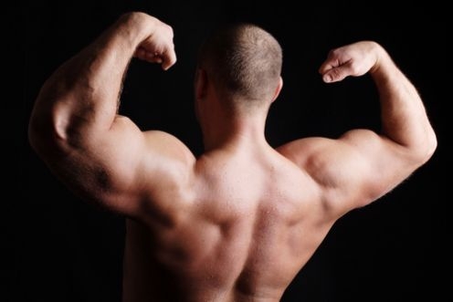 muscles