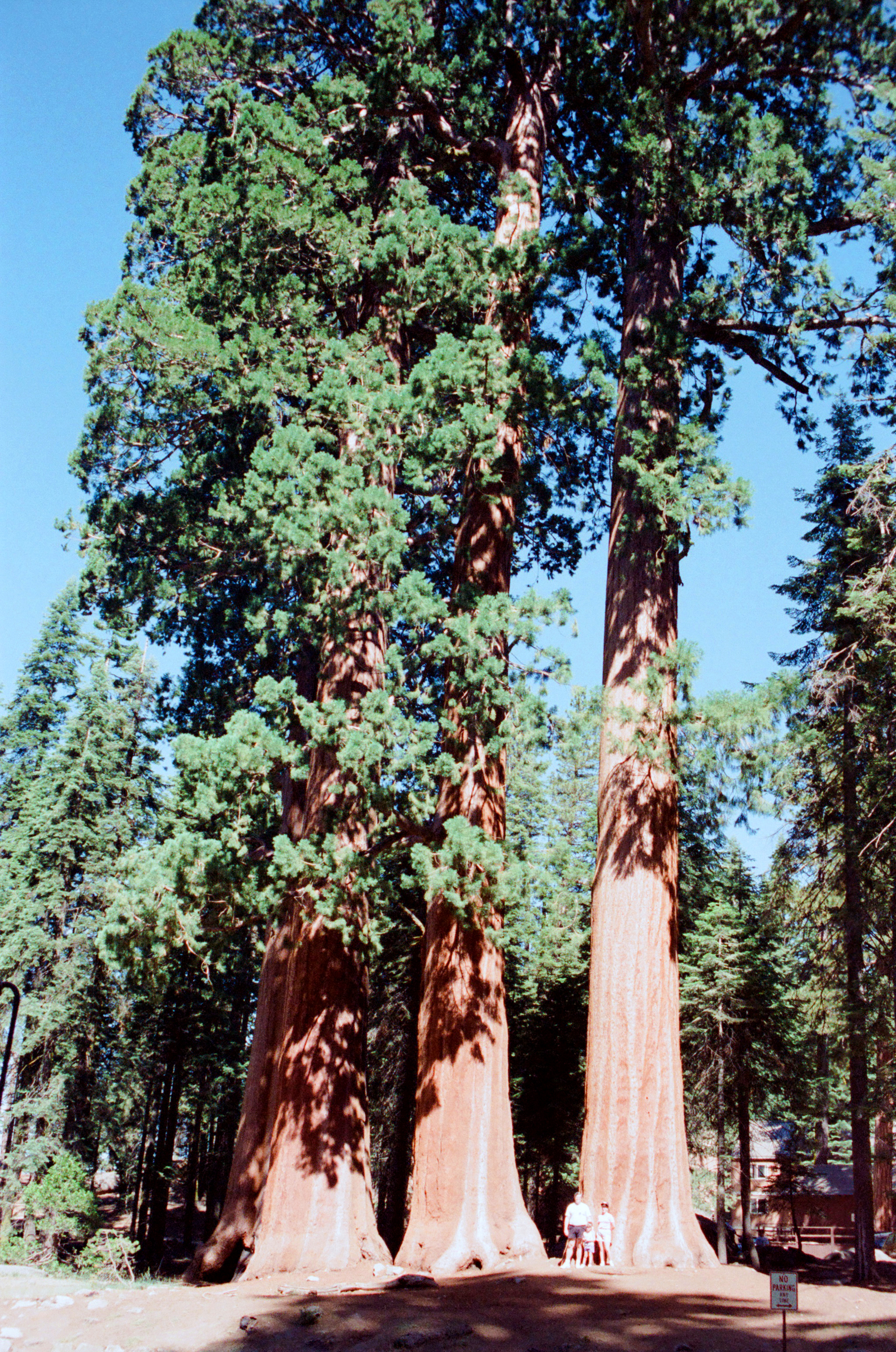 Redwoods