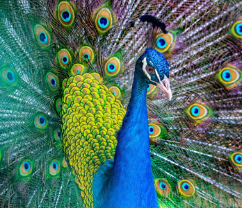 proud as a peacock
