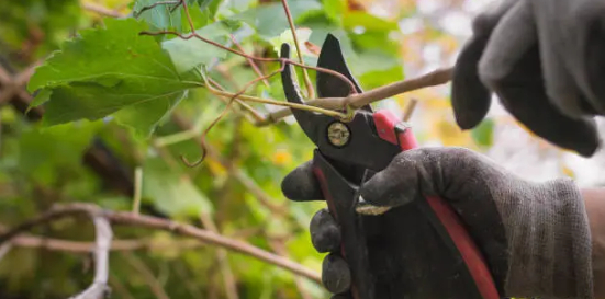 prune