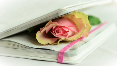 rose flattened in a book