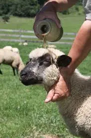 oil on sheep