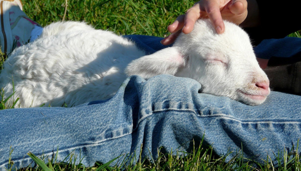 sheep sleeping