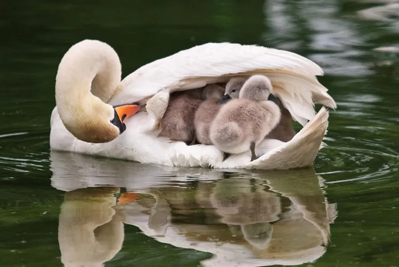 under wings