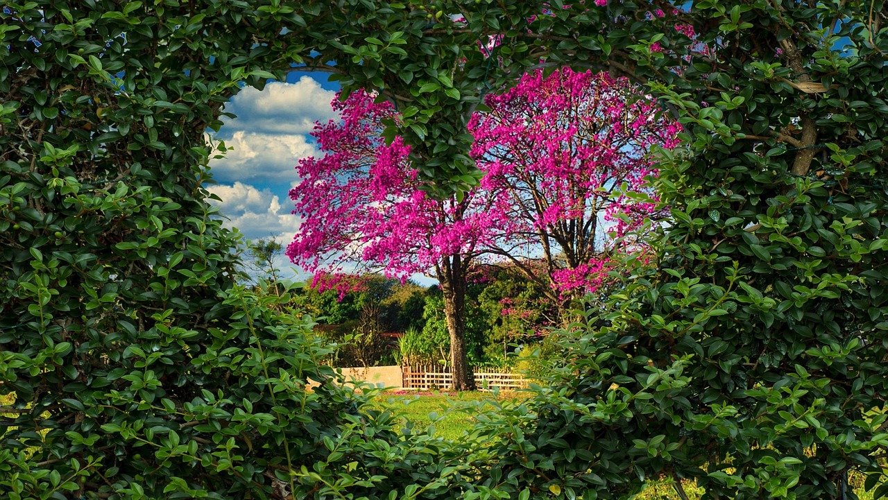 hedge