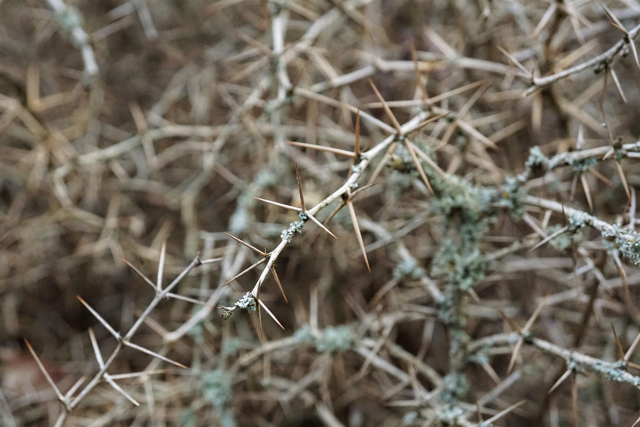 thorns