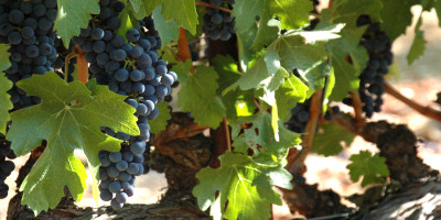 Grapes on the Vine