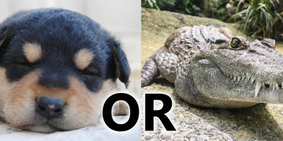 puppy or alligator
