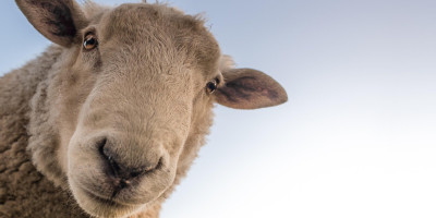 sheep