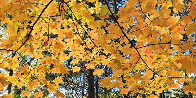 fall leaves