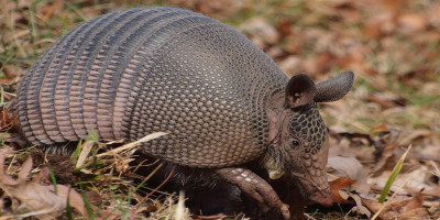 Armadillo