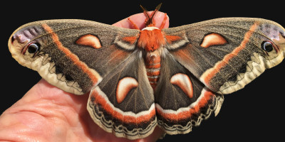 Cecropia Moth