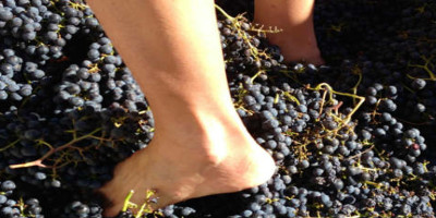 stomping grapes