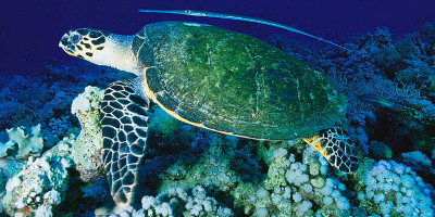 sea turtle and trumpet fish