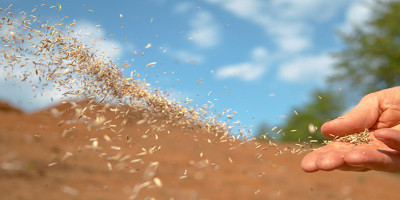 throwing seeds