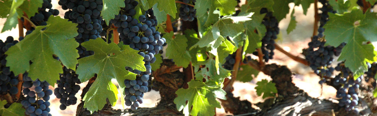 Grapes on the Vine
