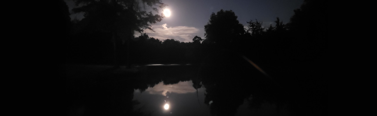 moon reflecting in the pond