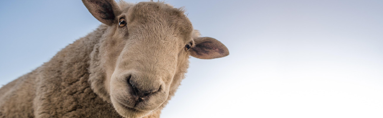 sheep
