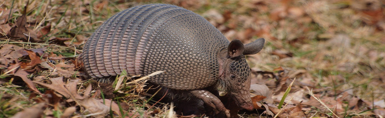 Armadillo