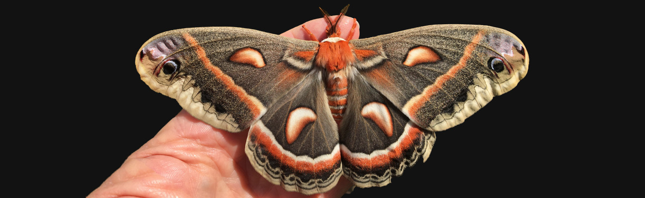 Cecropia Moth