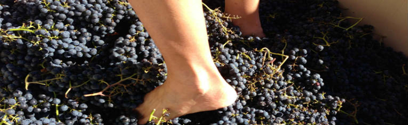 stomping grapes