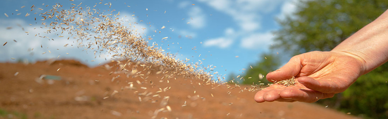 throwing seeds