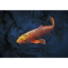 carp