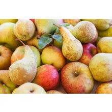 fruit