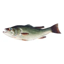 fish