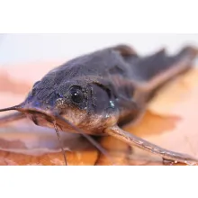 catfish