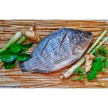 tilapia