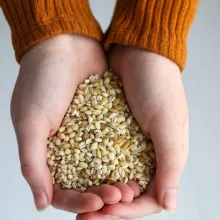 barley
