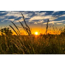 wheat