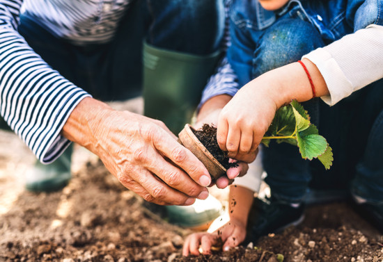 planting