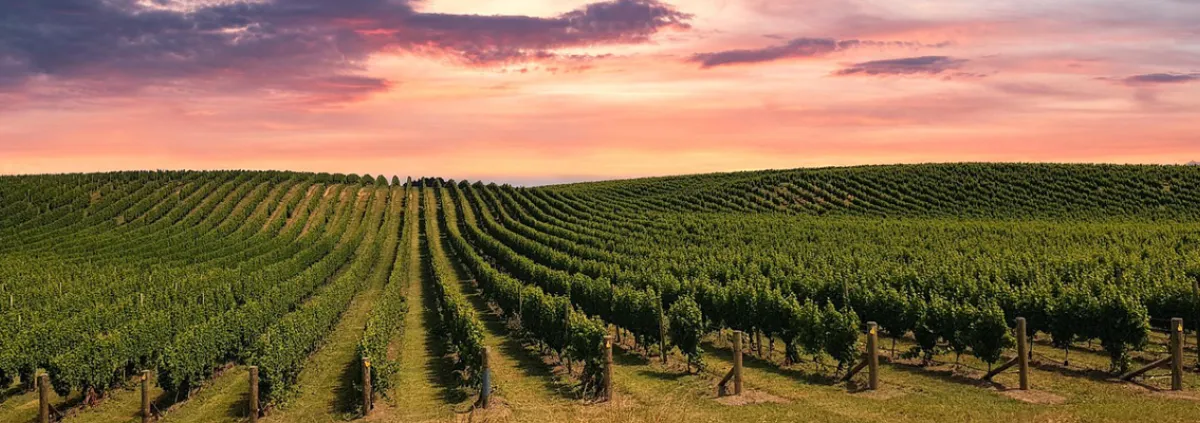 Vineyard