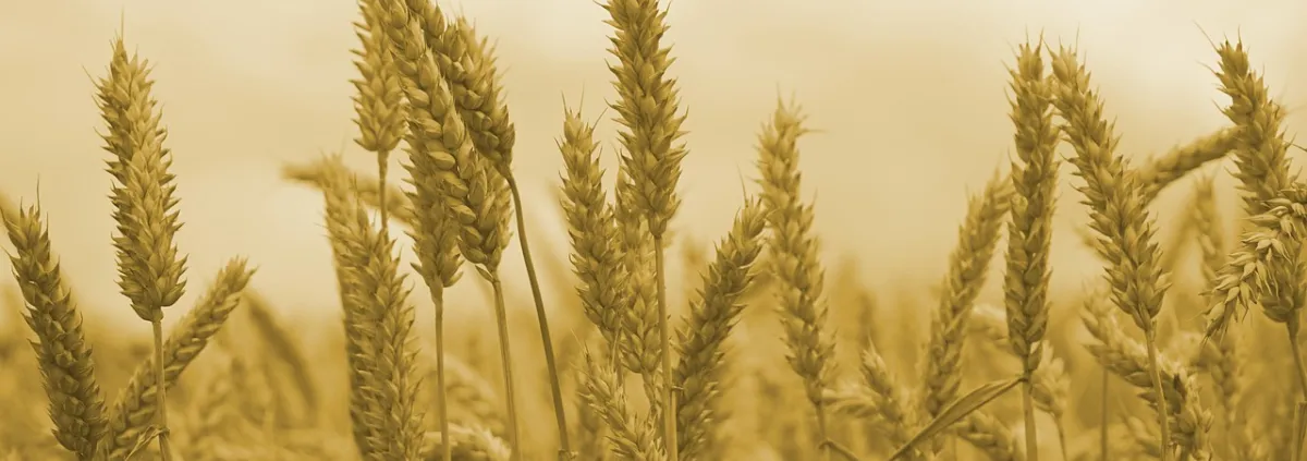 wheat