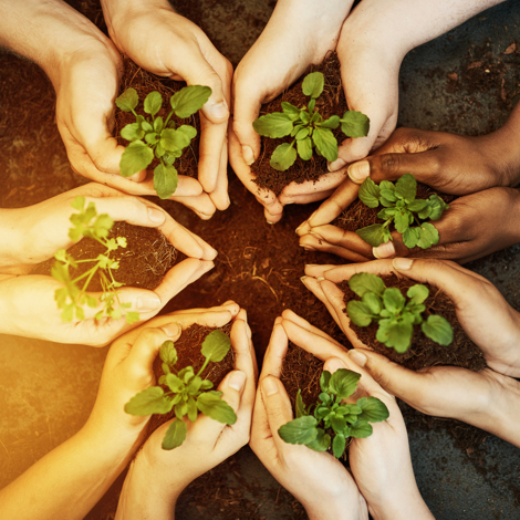 plants in hands