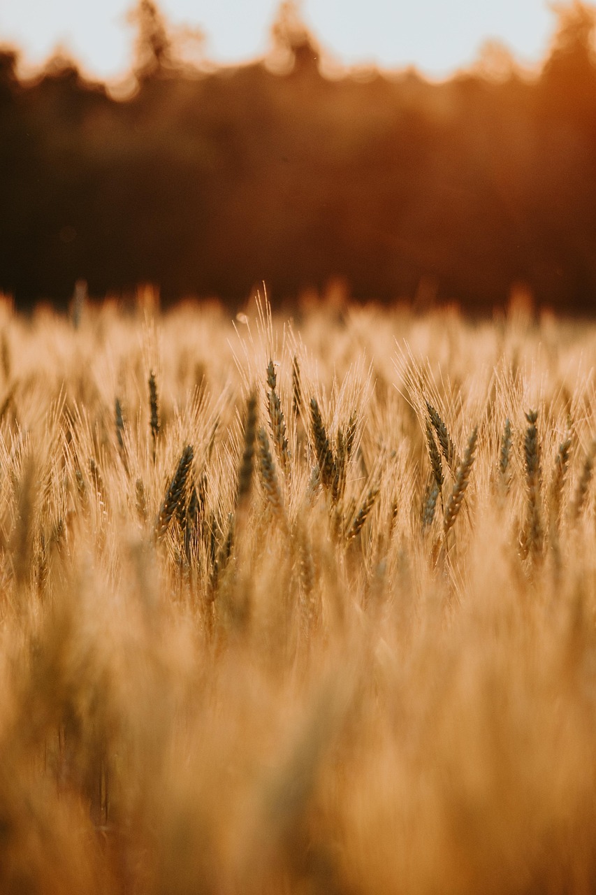 grain