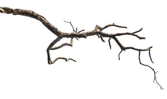 branch