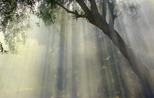 foggy fig tree