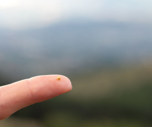 mustard seed