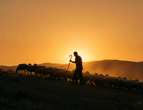 shepherd